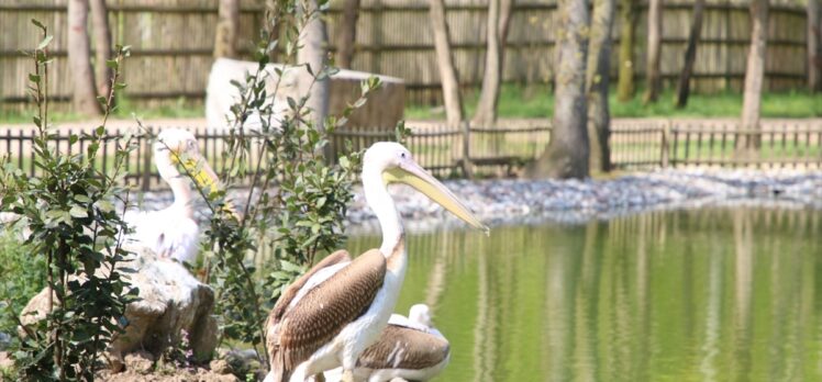Kocaeli Ormanya Doğal Yaşam Parkı engelli pelikanlara yuva oldu