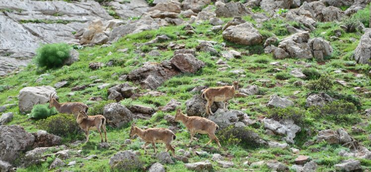 Koruma altındaki yaban keçileri Tunceli dağlarına güzellik katıyor