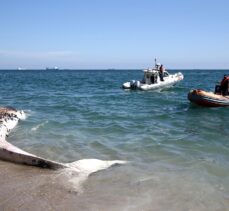 GÜNCELLEME – Mersin sahiline 14 metrelik oluklu balina vurdu
