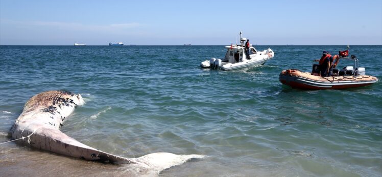 GÜNCELLEME – Mersin sahiline 14 metrelik oluklu balina vurdu
