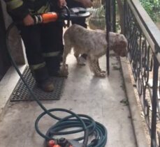 Muğla'da başı korkuluğa sıkışan köpeği itfaiye personeli kurtardı