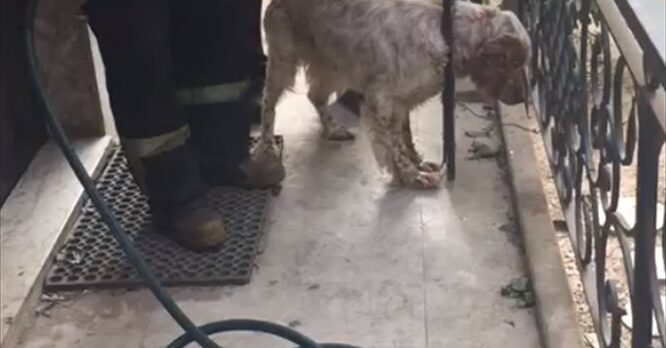 Muğla'da başı korkuluğa sıkışan köpeği itfaiye personeli kurtardı