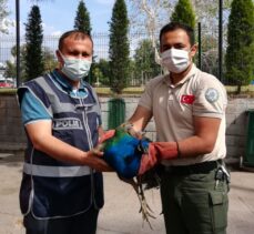 Osmaniye'de Orman İşletme Müdürlüğünden tavus kuşu çalan 2 şüpheli yakalandı