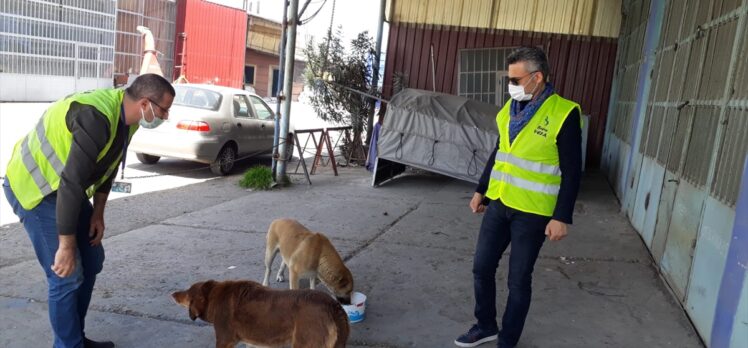Sokağa çıkma kısıtlamasında Samsun'da sokak hayvanlarını jandarma ekipleri besledi