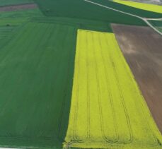 Trakya'da “Altın sarısı” kanola tarlaları buğdayın yeşiliyle buluştu