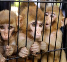 Yasa dışı yollardan yurda sokulmak istenirken el konulan hayvanlar, Gaziantep Hayvanat Bahçesine yerleştirildi