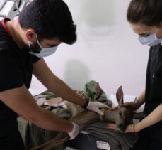 Bolu'da yaralı bulunan geyik yavrusu koruma altına alındı