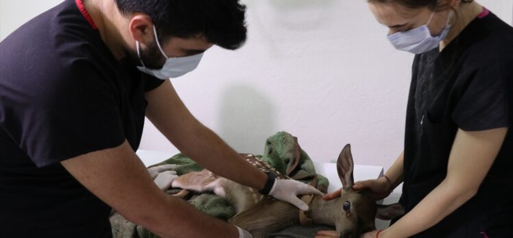 Bolu'da yaralı bulunan geyik yavrusu koruma altına alındı