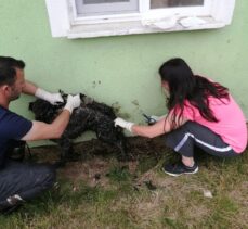 Bolu'da zifte bulanan köpek tedavi altına alındı