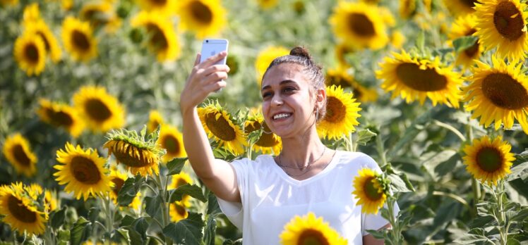 Çukurova'da sarıya boyanan ayçiçeği tarlaları doğal fotoğraf stüdyosu haline geldi