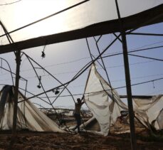 Gazzeli çiftçiler İsrail saldırılarının ardından buruk bir hasat dönemi geçiriyor