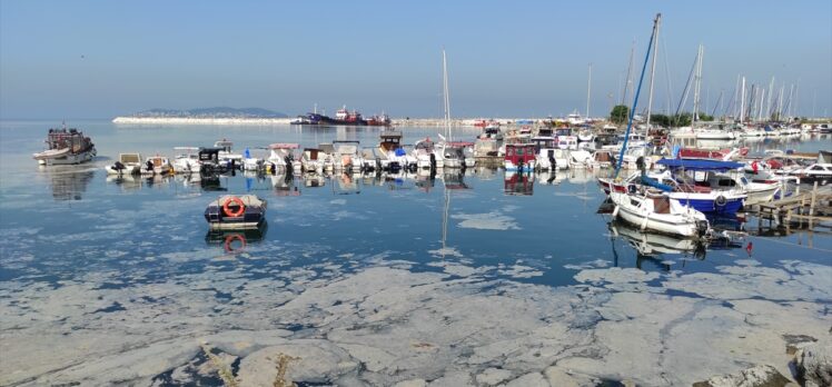 İstanbul'un bazı sahillerinde müsilaj yoğunluğu azaldı