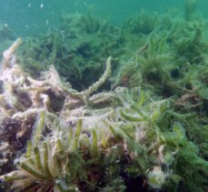 Marmara Denizi'nde müsilaj nedeniyle sünger ve mercanlar büyük zarar gördü