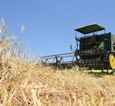 Mersin'de hasadı yapılan yerli Kunduru buğdayı un yapılarak vatandaşlara dağıtılacak