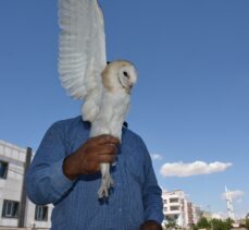 Şanlıurfa'da yaralı bulunan peçeli baykuş korumaya alındı