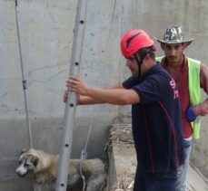 Afyonkarahisar'da su kanalına düşen köpeği itfaiye ekipleri kurtardı