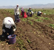 Afyonkarahisar'da yazlık patatesin hasadına başlandı