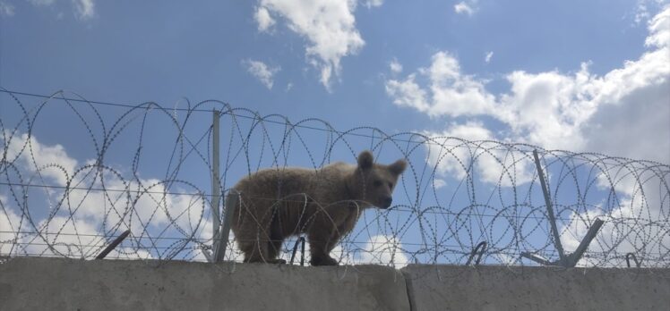 Ağrı'da sınırdaki güvenlik duvarının üzerinde mahsur kalan yavru ayı kurtarıldı