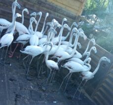 Antalya'da kanatları kesilmiş 32 yavru flamingoyla ilgili şüphelilere para cezası uygulandı