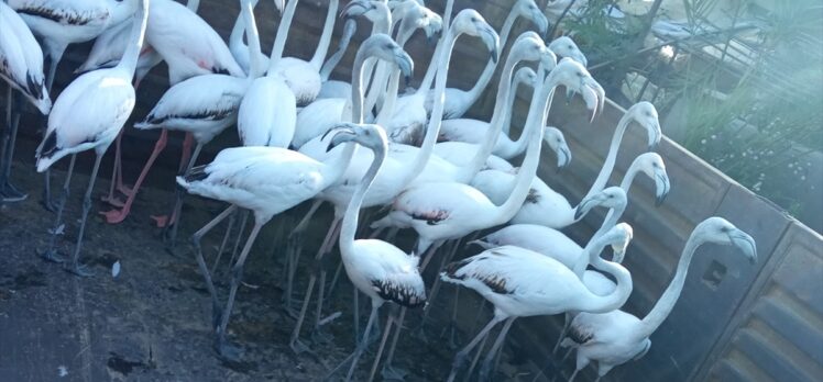 Antalya'da kanatları kesilmiş 32 yavru flamingoyla ilgili şüphelilere para cezası uygulandı