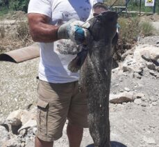 Aydın'da Büyük Menderes Nehri'ndeki toplu balık ölümlerine inceleme