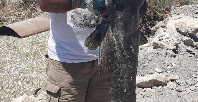 Aydın'da Büyük Menderes Nehri'ndeki toplu balık ölümlerine inceleme
