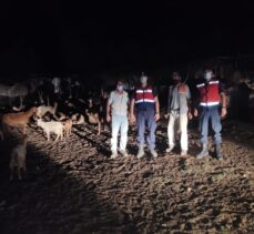Aydın'da jandarma kaybolan keçileri drone ile buldu