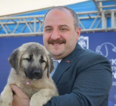 Bakan Varank, Sivas kangal köpeğinin ırkını koruyacak merkezin açılışını yaptı
