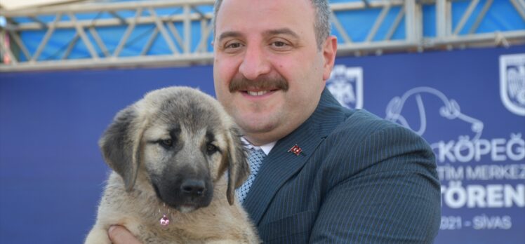 Bakan Varank, Sivas kangal köpeğinin ırkını koruyacak merkezin açılışını yaptı