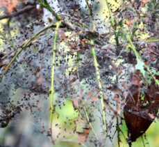 Beykoz'da bahçelerde görülen tırtıl istilası meyve ağaçlarına zarar veriyor