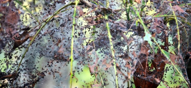 Beykoz'da bahçelerde görülen tırtıl istilası meyve ağaçlarına zarar veriyor