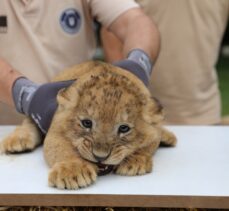 Bursa Hayvanat Bahçesi'nde yavru aslan sevinci