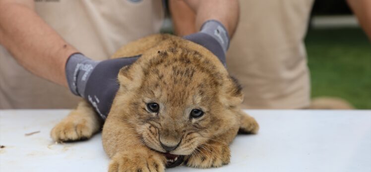 Bursa Hayvanat Bahçesi'nde yavru aslan sevinci
