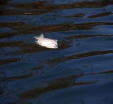 Büyük Menderes Nehri'ndeki toplu balık ölümleri balıkçıları endişelendiriyor