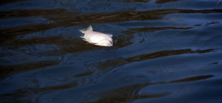 Büyük Menderes Nehri'ndeki toplu balık ölümleri balıkçıları endişelendiriyor