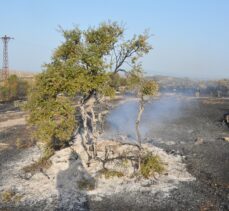 Çanakkale'nin Ezine ilçesinde 10 dönüm makilik alan yandı