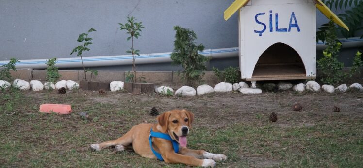 Çorum'da polisin kara yolunda bulduğu köpek yavrusu, İlçe Emniyet Müdürlüğünün göz bebeği oldu