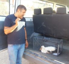 Elazığ'da elektrik teline takılan leylek kurtarıldı