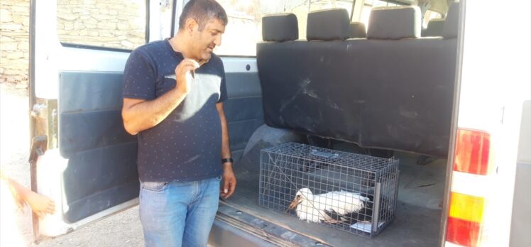Elazığ'da elektrik teline takılan leylek kurtarıldı