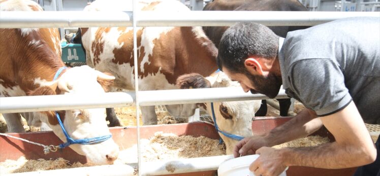 Erzurum'daki hayvan pazarlarında Kurban Bayramı hareketliliği sürüyor