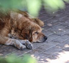 Hayvan barınaklarındaki cins köpek sayısı her geçen gün artıyor