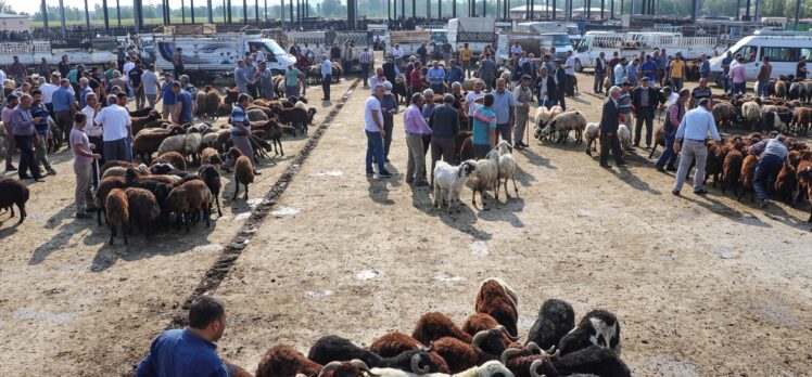 Iğdır Belediyesinin canlı hayvan pazarında Kurban Bayramı yoğunluğu yaşanıyor
