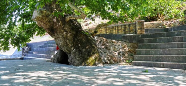 Kahramanmaraş'ta 812 yaşındaki çınar ağacına çevre düzenlemesi
