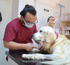 Keşan'da böbrek yetmezliği olan “Mischa” adlı köpeğe kök hücre tedavisi yapıldı