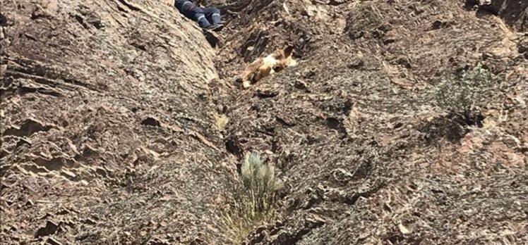 Kırıkkale'de kayalıkta mahsur kalan 2 keçiyi itfaiye ekipleri kurtardı