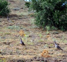 Kırşehir'de yaban hayatı çeşitliliğinin korunması için 425 kınalı keklik doğaya bırakıldı