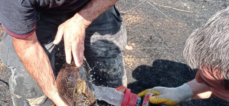 Malatya'da alevler arasında kalan kaplumbağayı itfaiye kurtardı