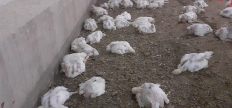 Malatya'da jeneratörü bozulan çiftlikteki 35 bin tavuk telef oldu