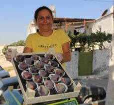 Mersin'de siyah incir hasadı başladı
