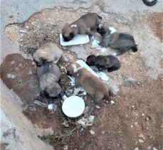 Şanlıurfa'da iki duvar arasına sıkışan köpek yavruları kurtarıldı